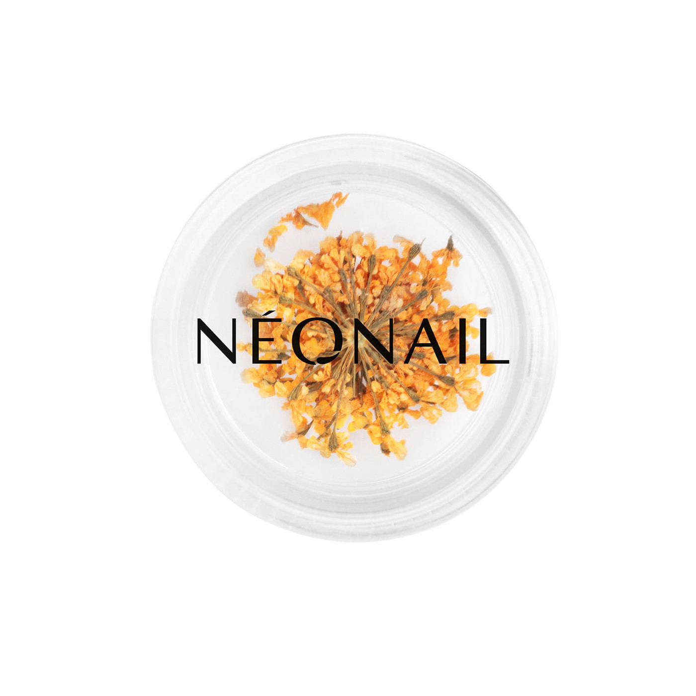 Dried flowers 03- Orange