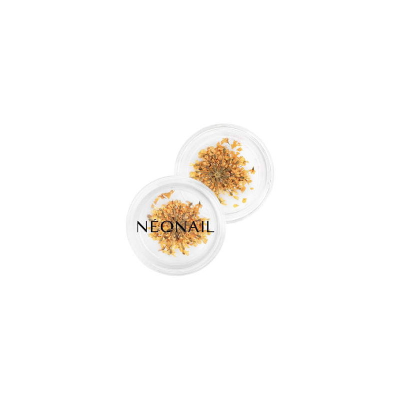 Dried flowers 03- Orange Dried flowers 03- Orange