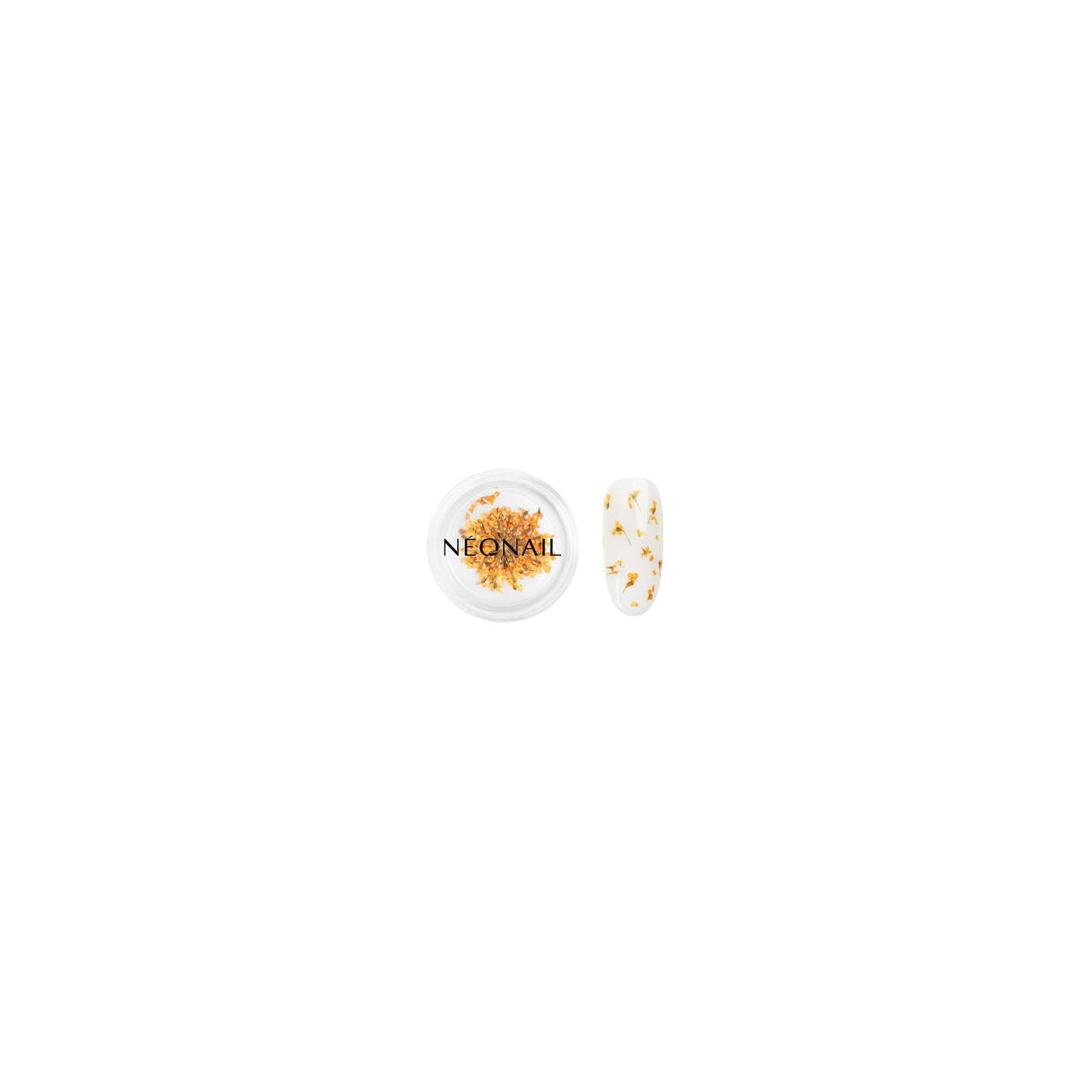 Dried flowers 03- Orange Dried flowers 03- Orange
