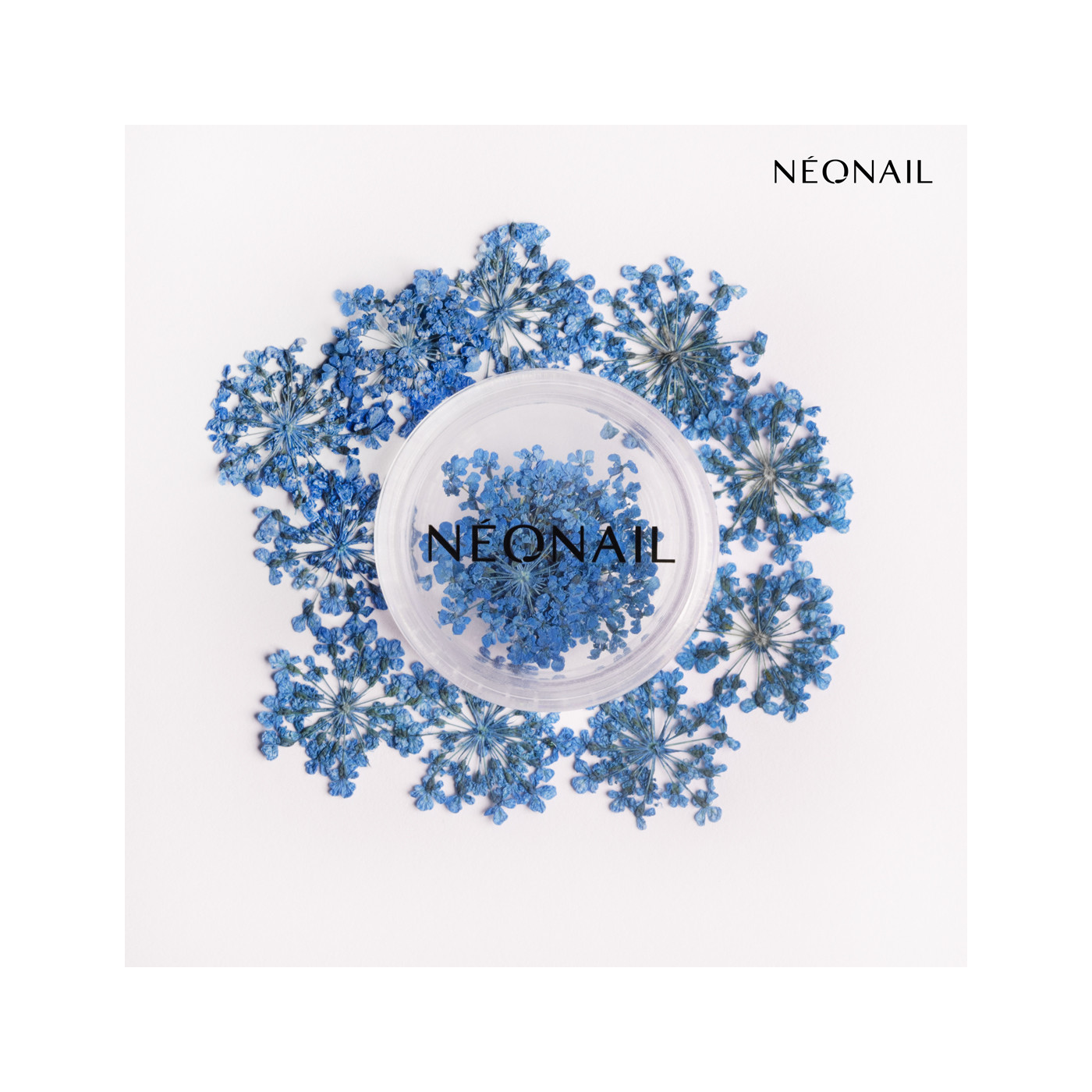 Dried flowers 04- Navy kaufen Dried flowers 04- Navy kaufen