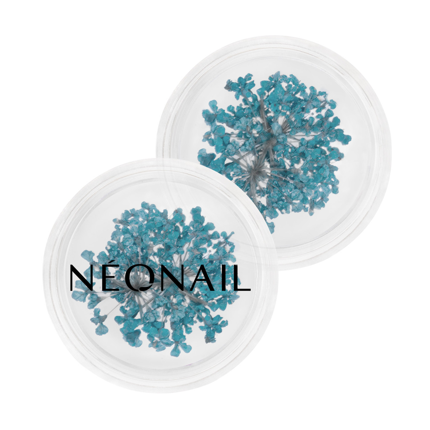 Dried flowers 05- Turquoise kaufen Dried flowers 05- Turquoise kaufen