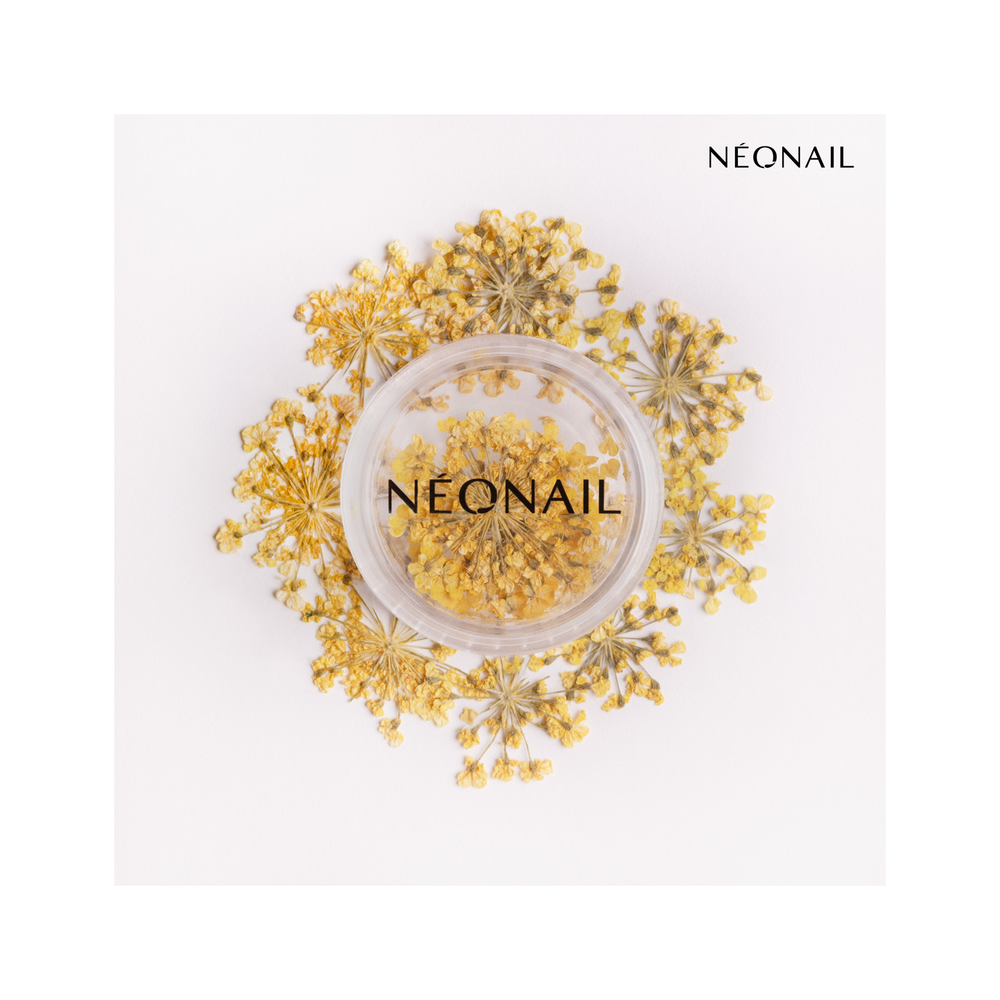 Dried flowers 06- Violet kaufen Dried flowers 06- Violet kaufen