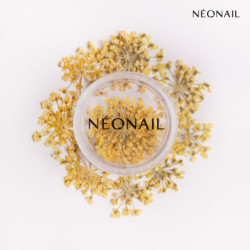 Dried flowers 06- Violet kaufen Dried flowers 06- Violet kaufen