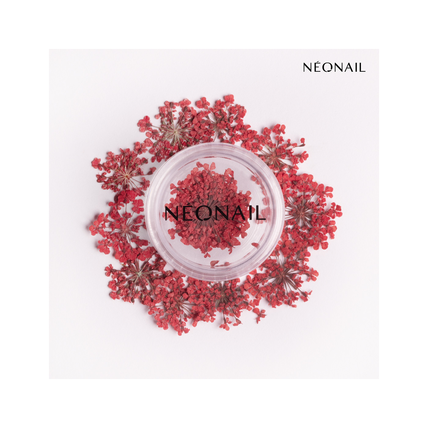 Dried flowers 08- Red kaufen Dried flowers 08- Red kaufen