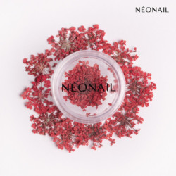 Dried flowers 08- Red kaufen