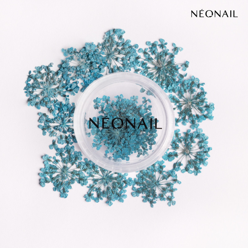 Dried flowers 05- Turquoise kaufen