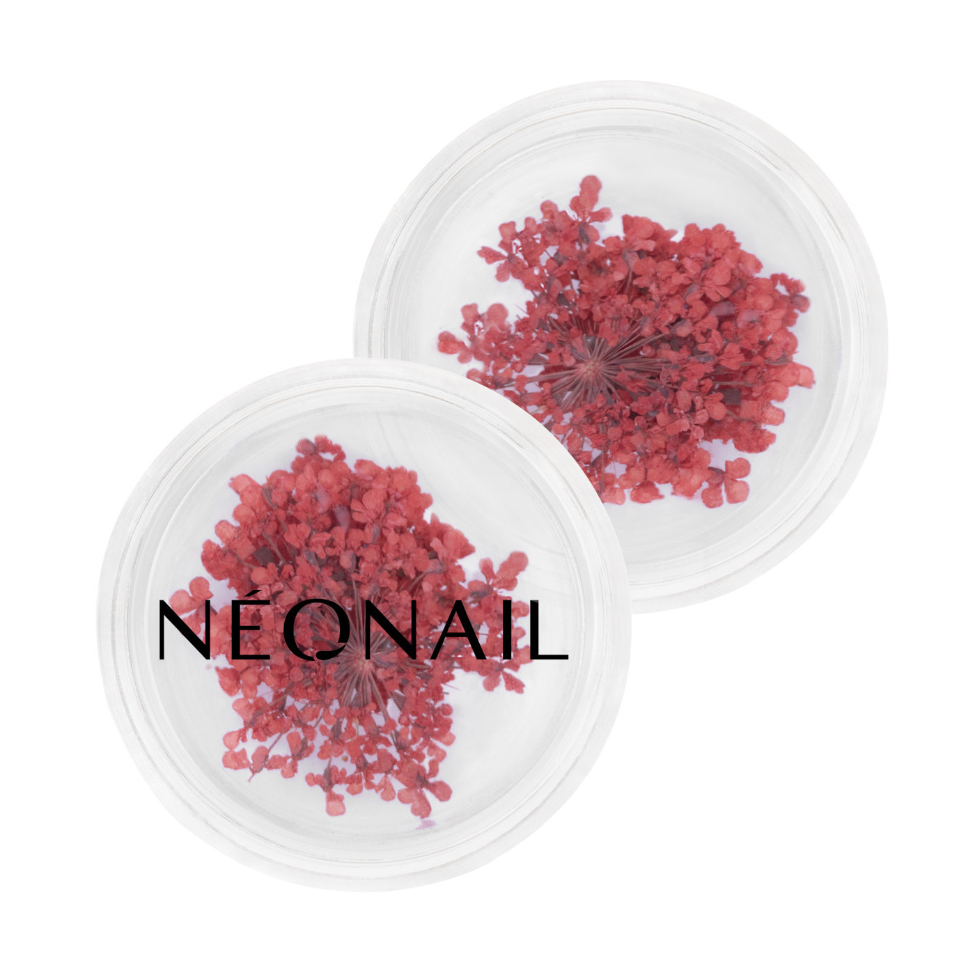 Dried flowers 08- Red kaufen Dried flowers 08- Red kaufen