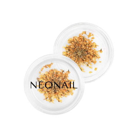 Dried flowers 03- Orange