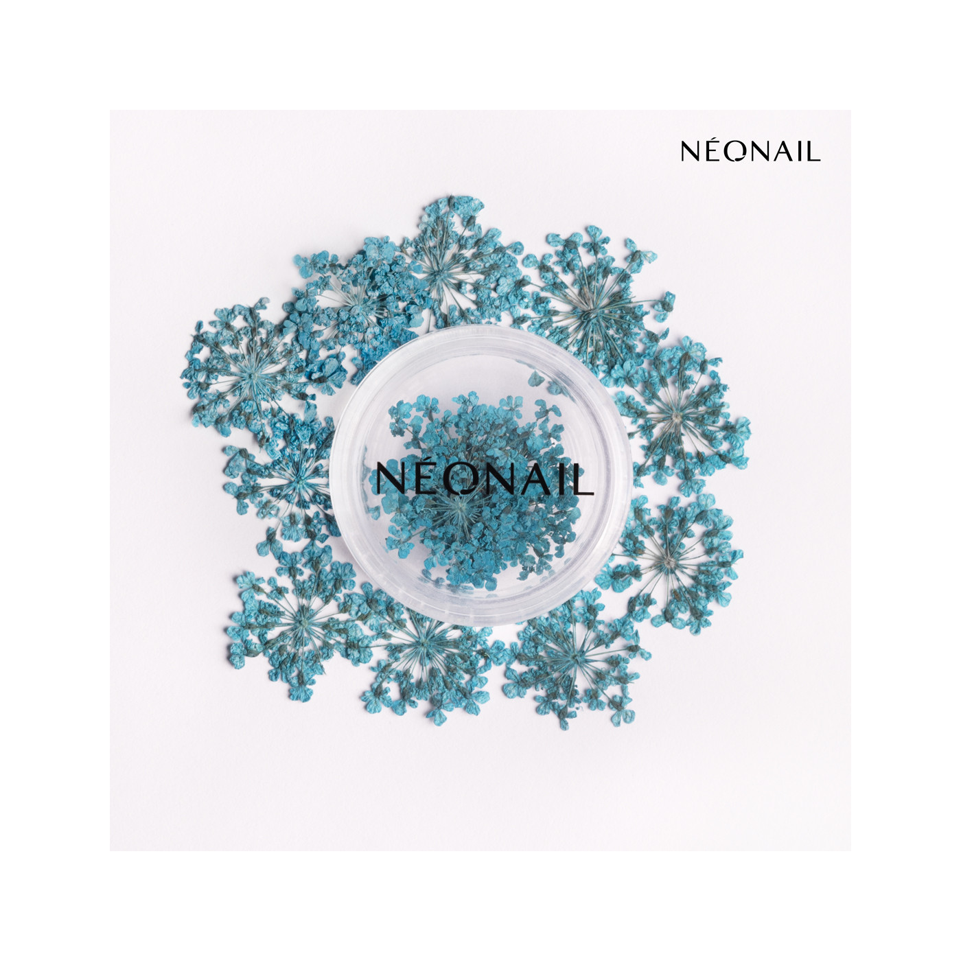 Dried flowers 05- Turquoise kaufen