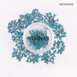 Dried flowers 05- Turquoise kaufen