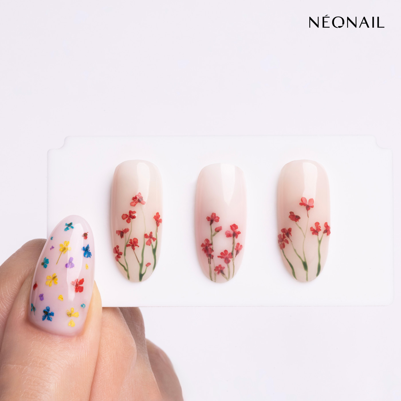 Dried flowers 08- Red kaufen Dried flowers 08- Red kaufen